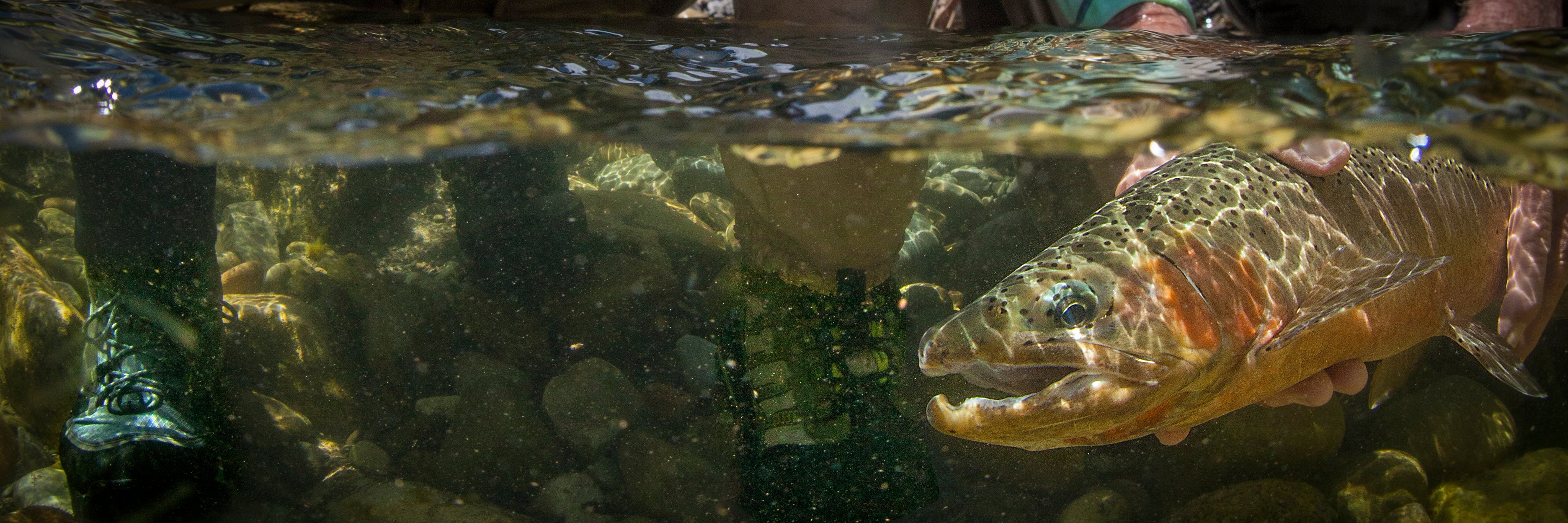 Wading Boots & Footwear