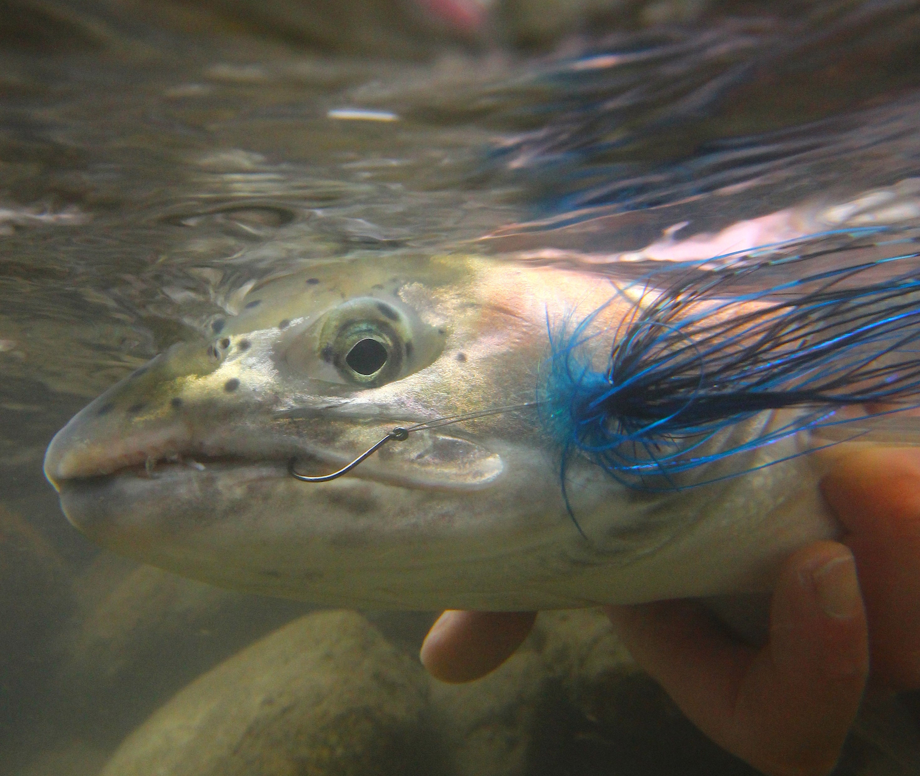 Steelhead Collection