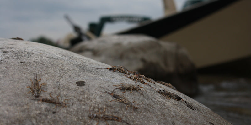 Fly Fishing 101 Float Trip